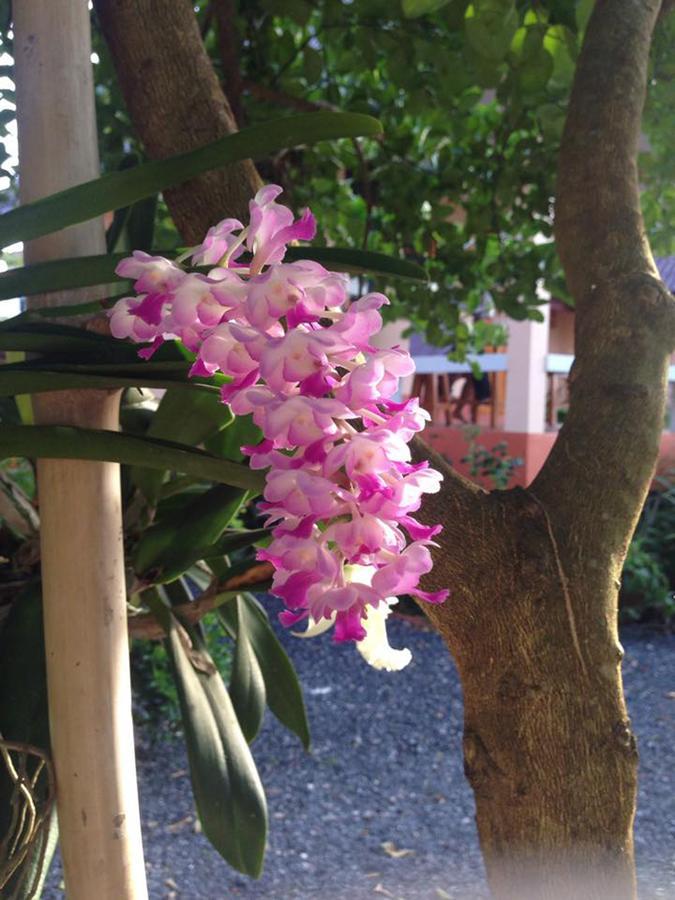 Chuanchom Resort Phatthalung Eksteriør billede